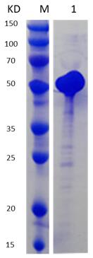 12% SDS-PAGE analysis profiles of purified NTHI0448-155-428 (CBB stained).